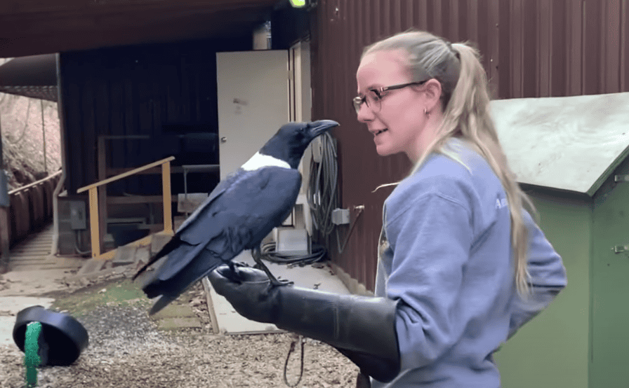 This crow seems convinced he's a tiny human