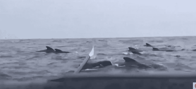 Thousands Of Pilot Whales Surround Rower