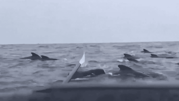 Thousands Of Pilot Whales Surround Rower