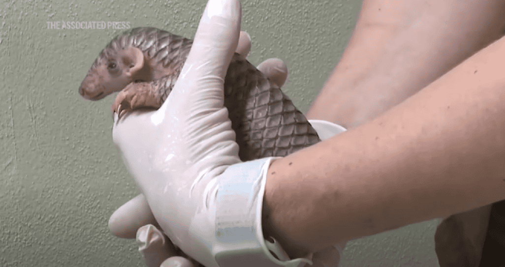 pangolin
