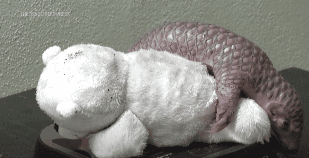 pangolin