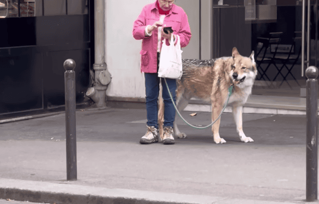 A Scene Straight Out Of Red Riding Hood
