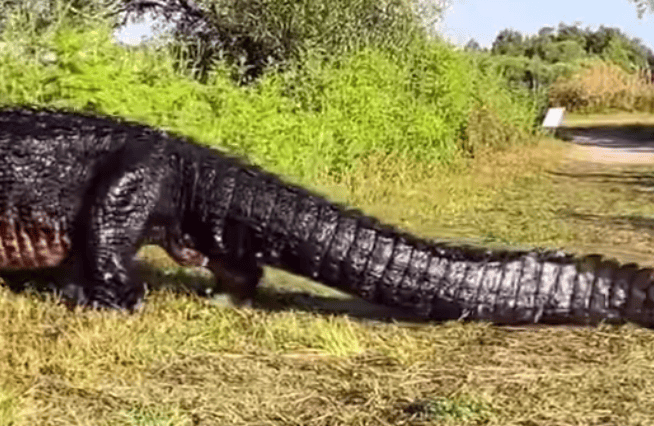 Man Spots Massive Alligator While Hiking.