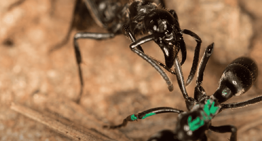 Fourmis mégaponera analis