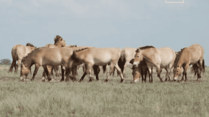Drones Investigating Mysterious Wild Horses