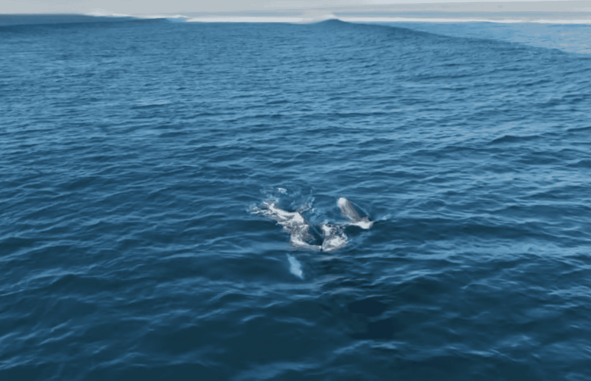 Orcas