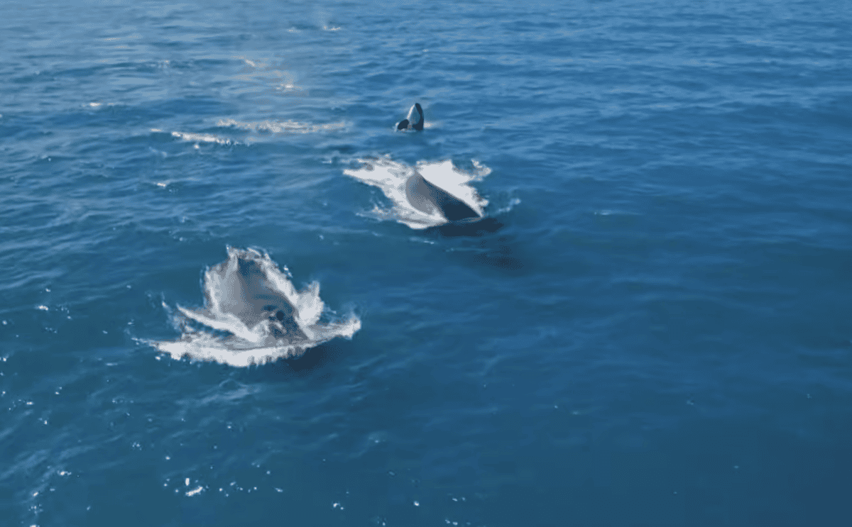 Orcas