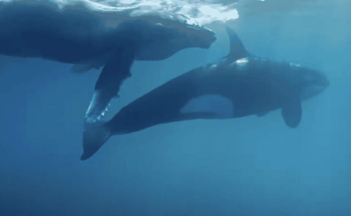 Orcas