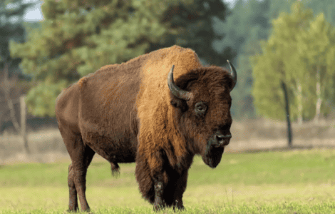 The Great American Bison: A Remarkable Comeback