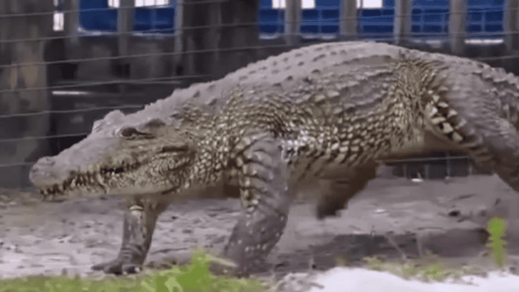 Have you ever seen a Croc Gallop?
