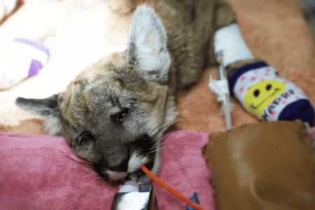 Heartwarming Story: Mountain Lion Cub Released Back Into The Wild After Being Hit By A Car In California