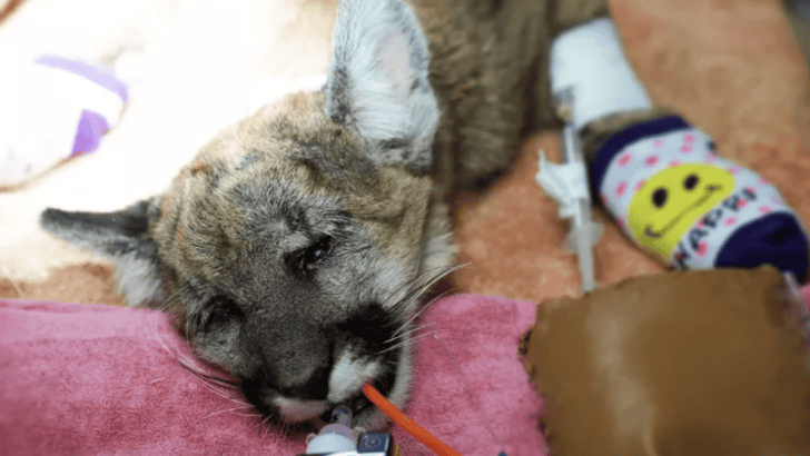 Heartwarming Story: Mountain Lion Cub Released Back Into The Wild After Being Hit By A Car In California