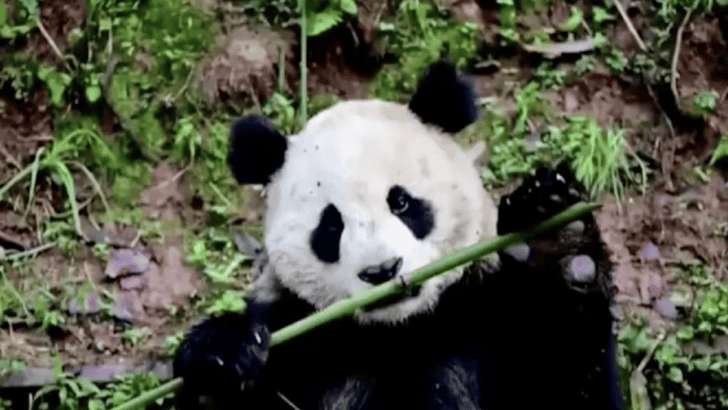 Watch Pandas First Day in San Diego Zoo