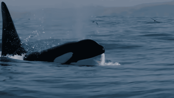 13 Species That Pass On Knowledge Generationally