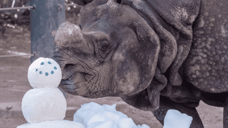 Surprise! Phoenix Zoo Builds an Animal-Friendly Snowy Wonderland