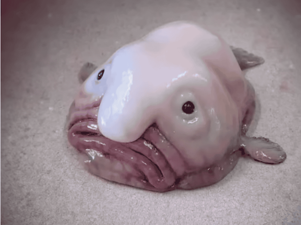 New Blob Headed Fish Among 27 Species Found In Peru