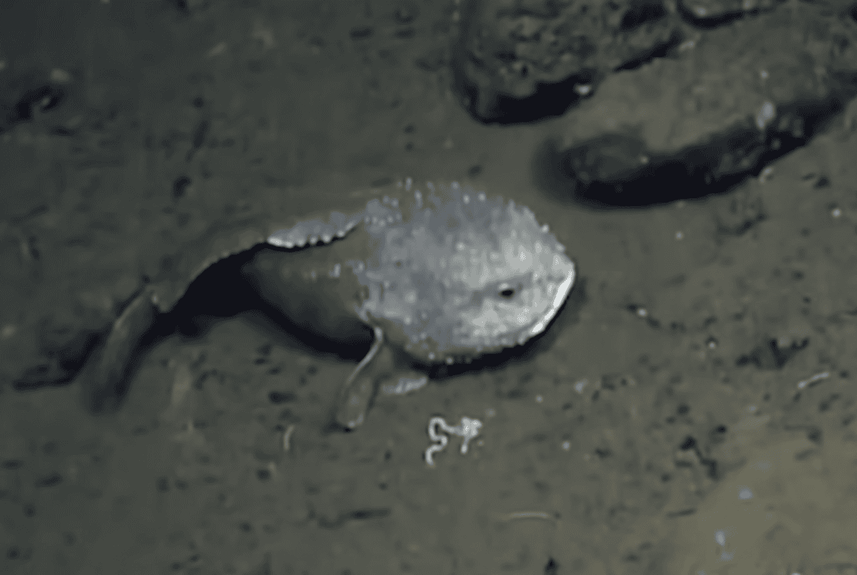 Ugly Blobfish Dancing