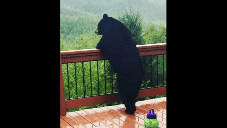 Bears Appreciate Nature Just As Much As We Do