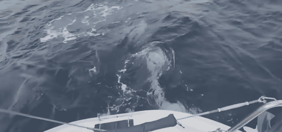 Pod of Orcas Attacks a Yacht