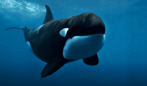 60 Year Orca Grandmother Named Sofia Kills Great White Shark in Rare Video Capture