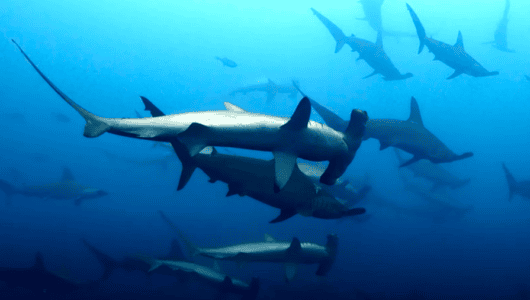 Rare Footage of Hammerhead Sharks Swimming in Cyclones Around Ancient Volcano Emitting Strange Signals