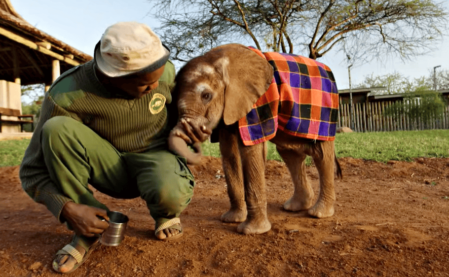 Toto arrives at his new home