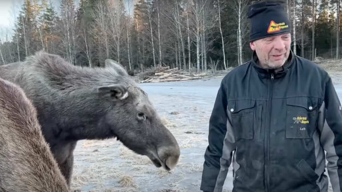 man raises moose