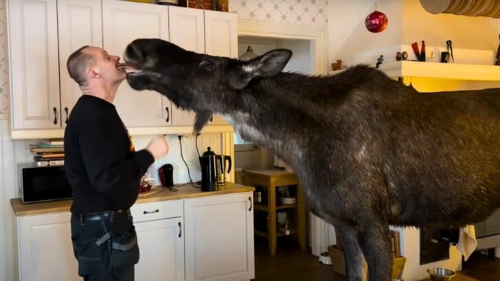 Man Known As “The Moose Man” Takes In Abandoned Moose and Raises It Like Dog
