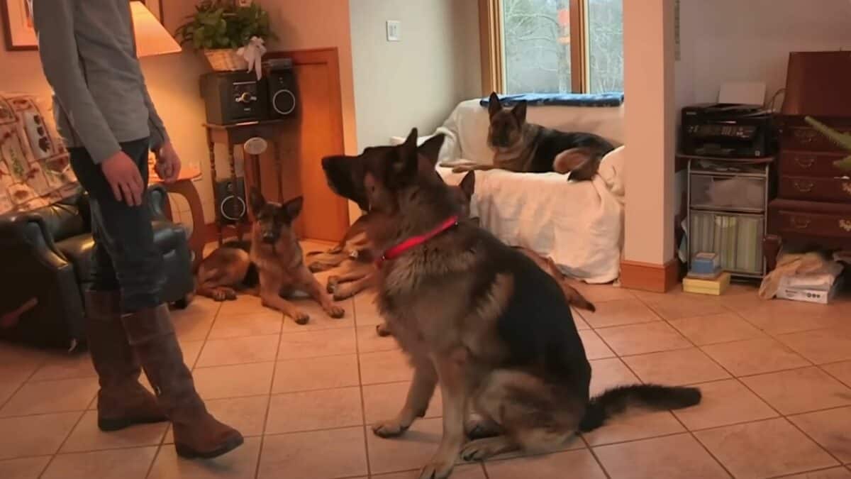 man walks german shepherds