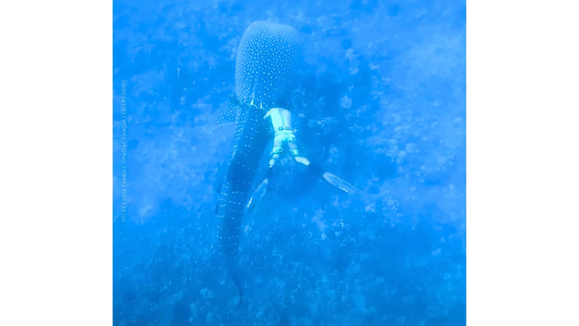 man saves whale shark