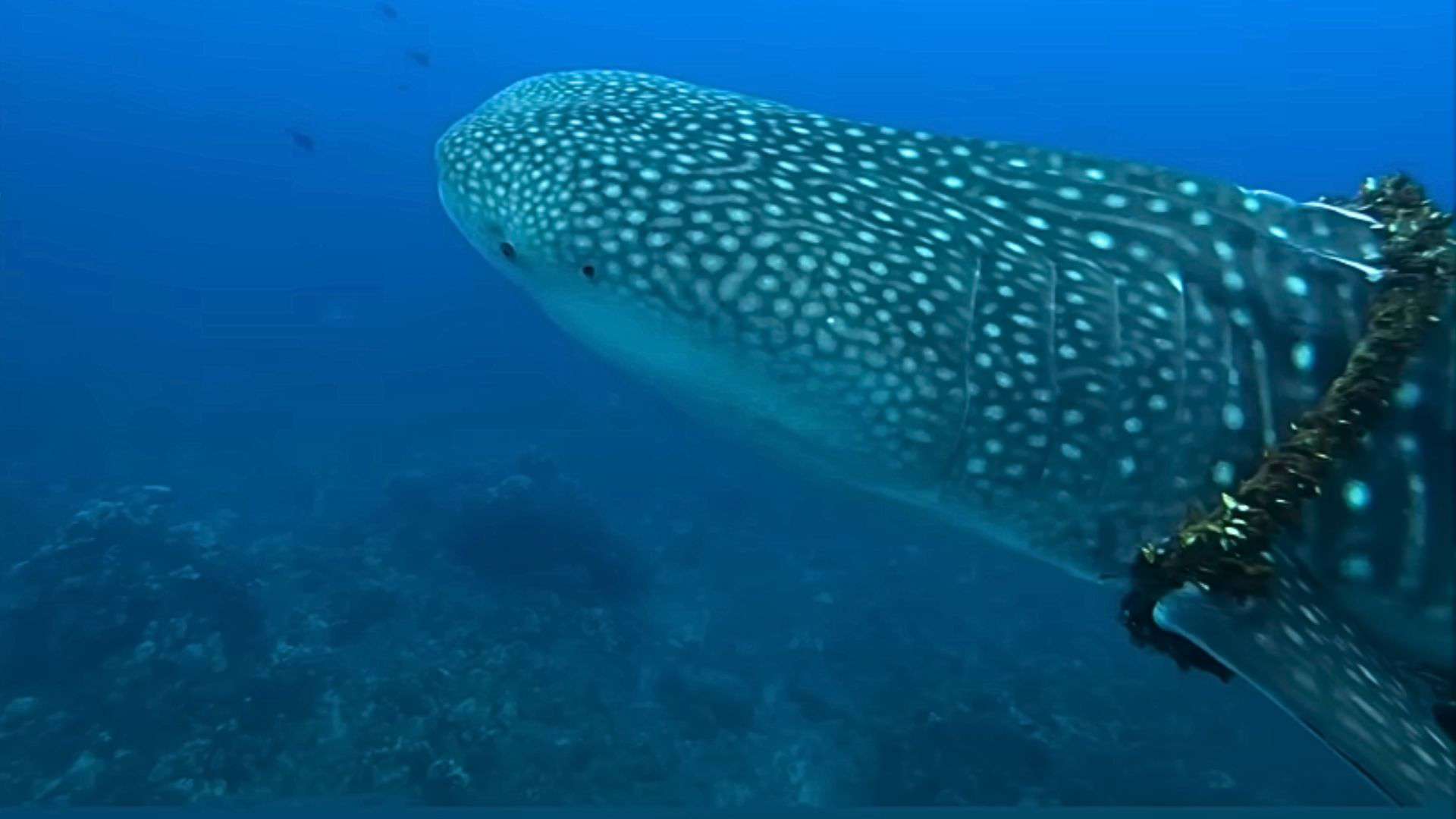 man saves whale shark