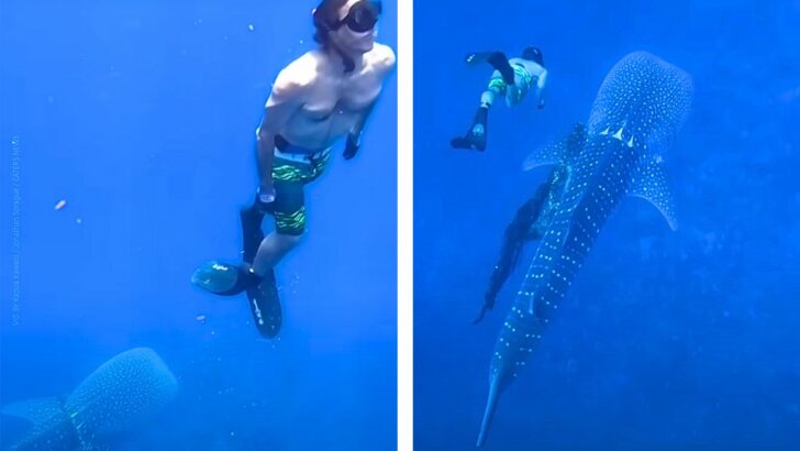 Brave Man Dives Deep Without Tank to Save Massive Whale Shark In Life-Threatening Situation