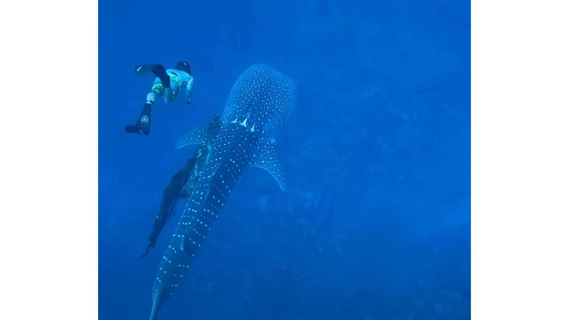man saves whale shark