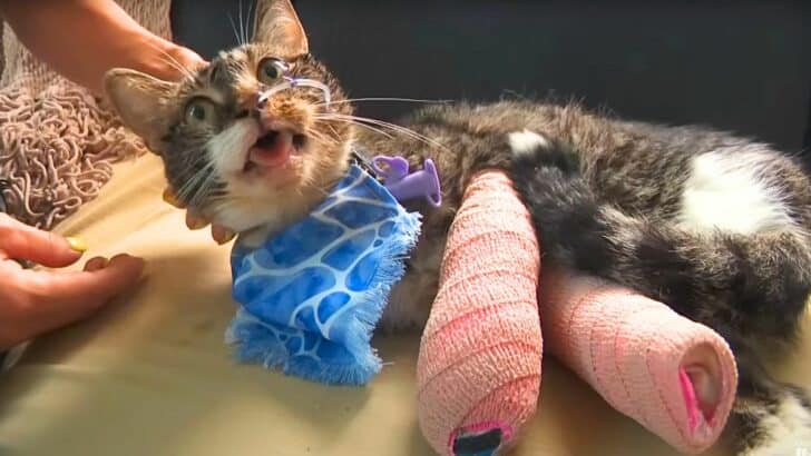 Cat Thrown From 12th Floor Balcony Saved By Foster Family Right Before Getting Euthanized