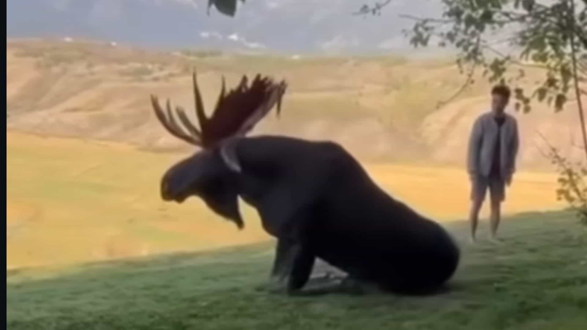 Tourist Plays Dead After Moose Charge In Jackson Hole