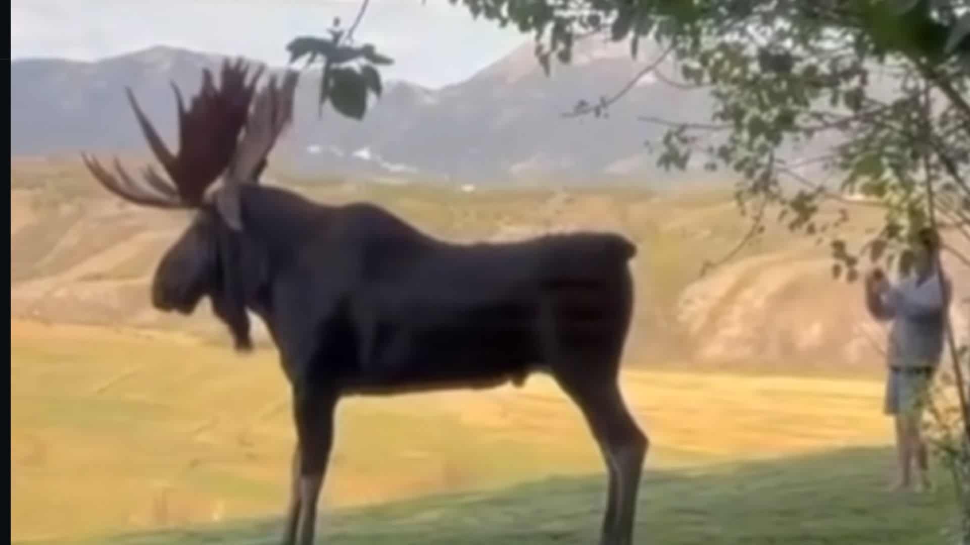 Tourist Plays Dead After Moose Charge In Jackson Hole