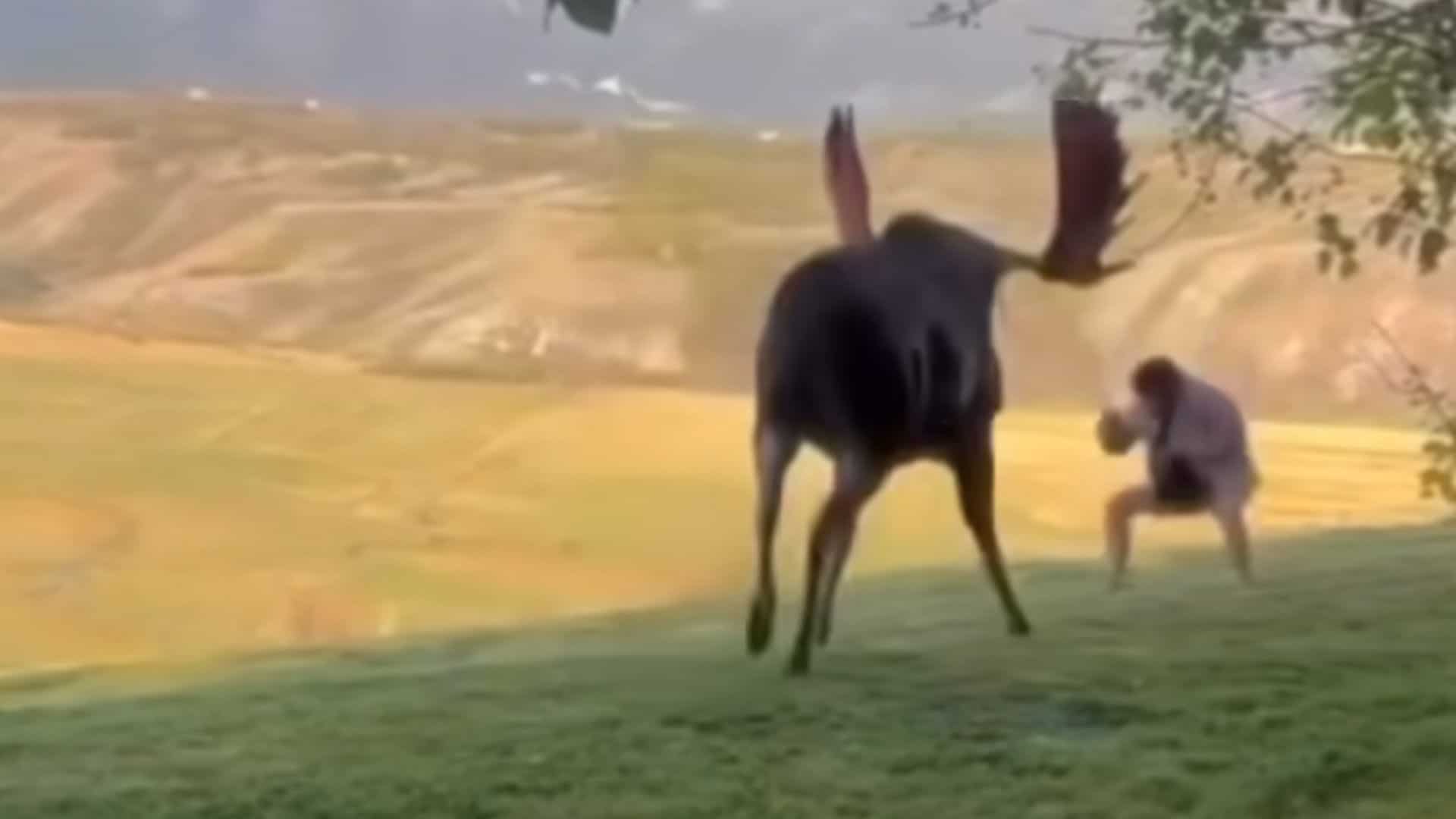 Tourist Plays Dead After Moose Charge In Jackson Hole