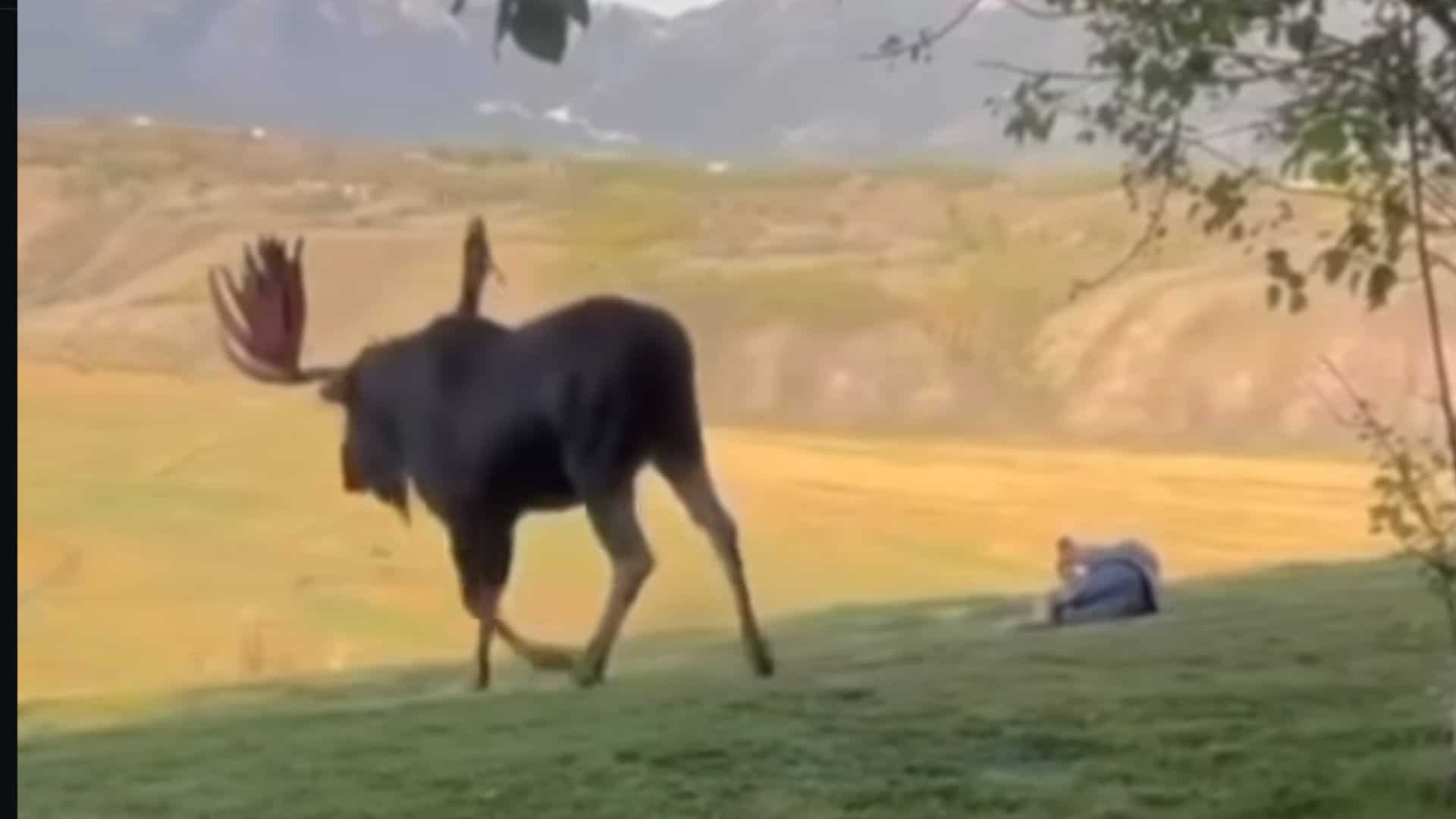 Tourist Plays Dead After Moose Charge In Jackson Hole