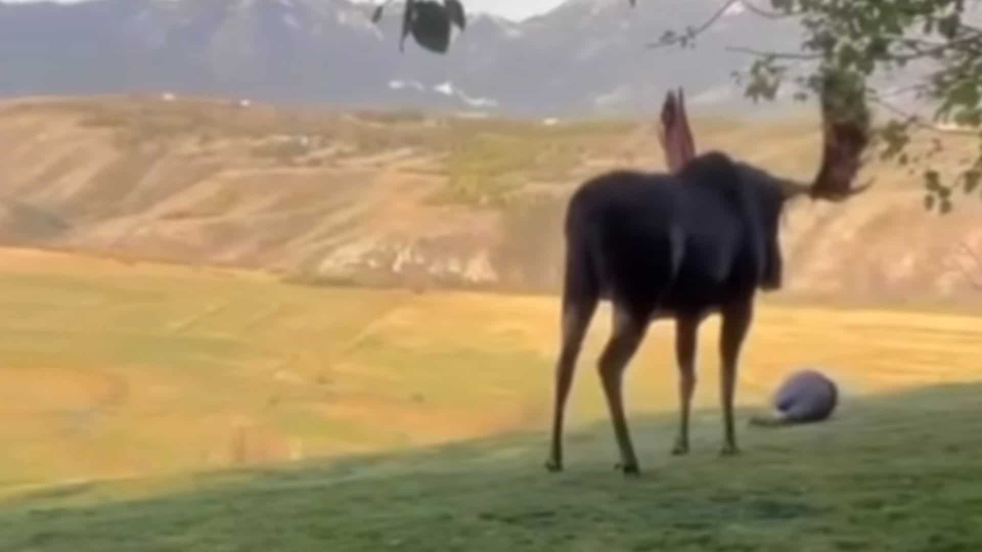 Tourist Plays Dead After Moose Charge In Jackson Hole