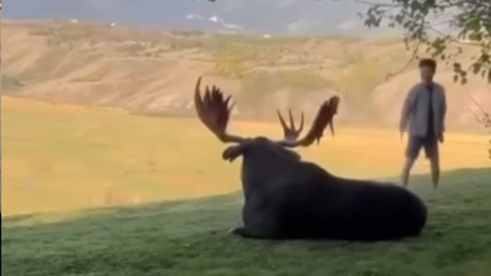 Tourist Plays Dead After Moose Charge In Jackson Hole