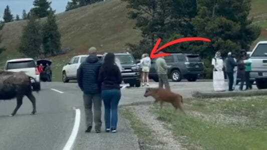 Tourists in Yellowstone Risk Safety by Blocking Bison Calf’s Path