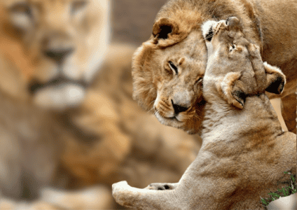 Inseparable Aging Lion Couple Put Down Together to Avoid Having Them Live Without the Other