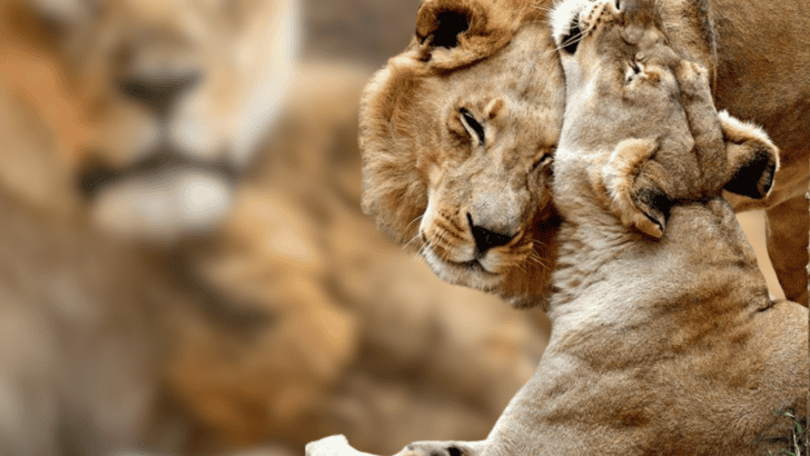 Inseparable Aging Lion Couple Put Down Together to Avoid Having Them Live Without the Other