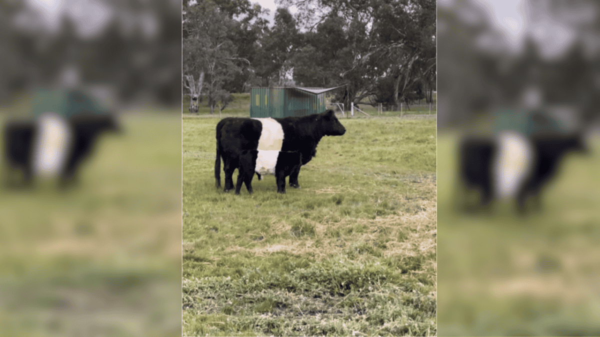 Cow