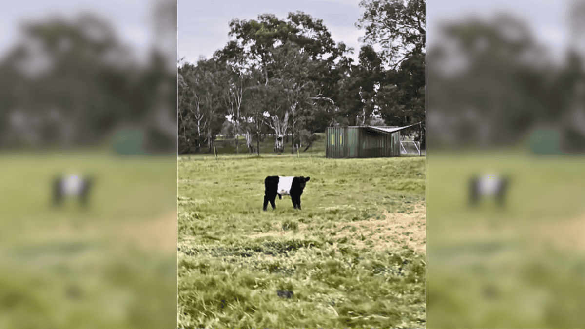 baby cow