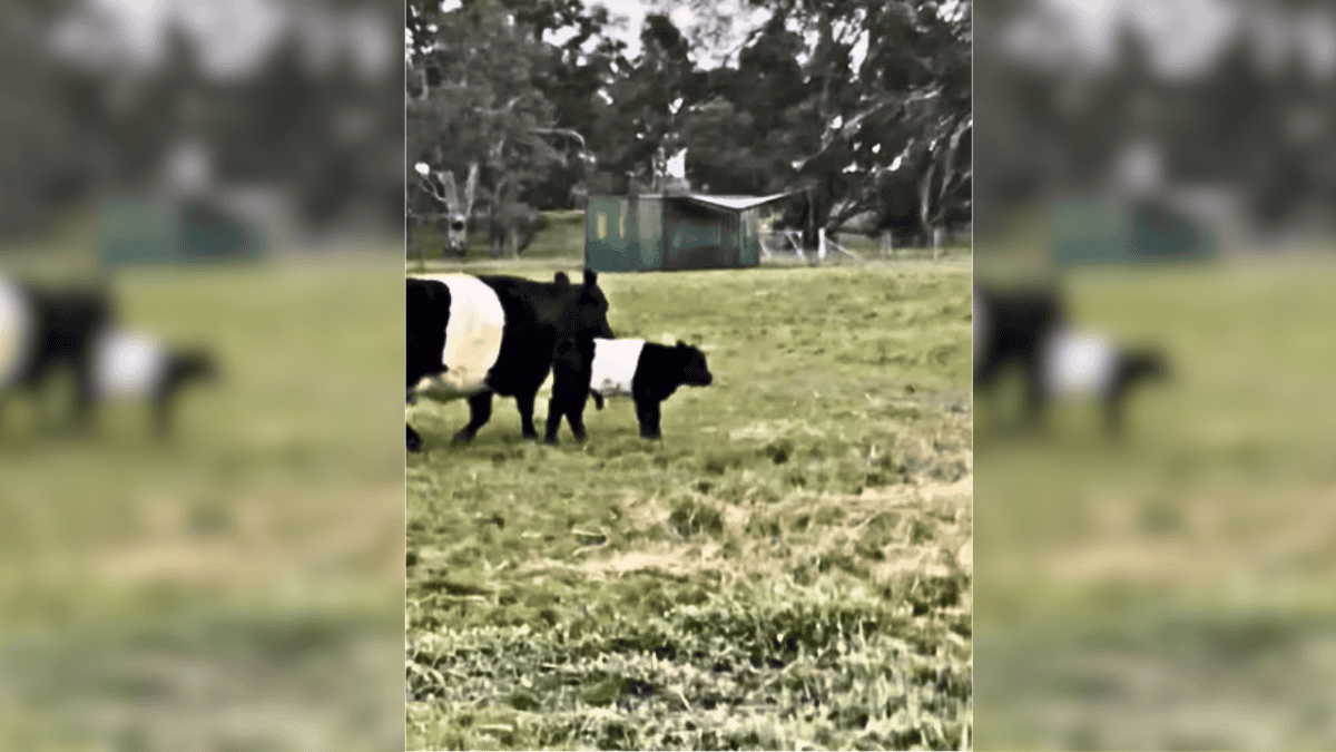 Cow and calf
