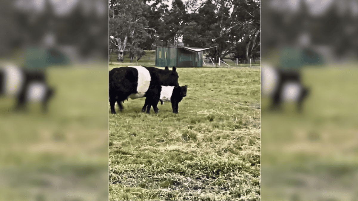 baby cow with mother