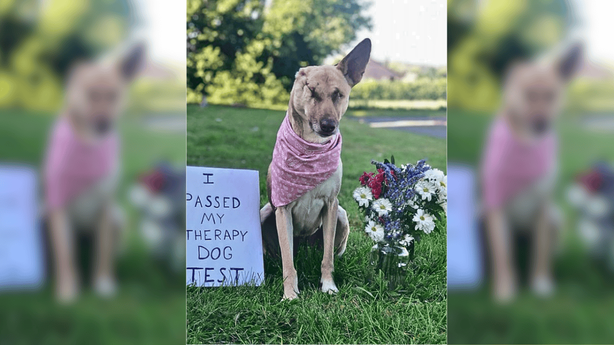 Therapy dog maggi
