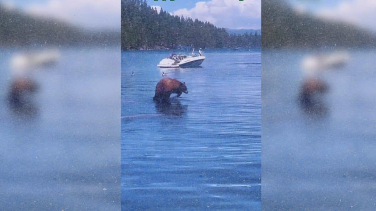 Bear