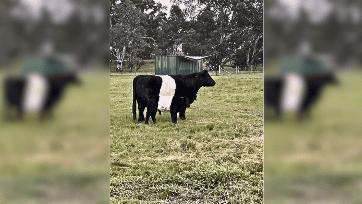 cow and baby